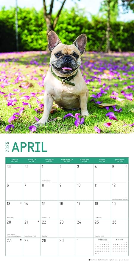 2025 French Bulldogs Monthly Wall Calendar by Bright Day, 12 x 12 Inch Cute Dog Breed Gift