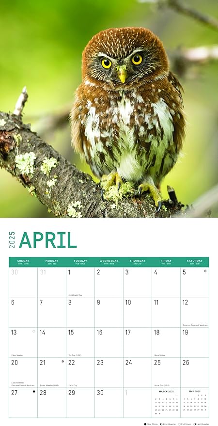 2025 Owls Monthly Wall Calendar by Bright Day, Includes Over 300 Stickers, 12 x 12 Inch