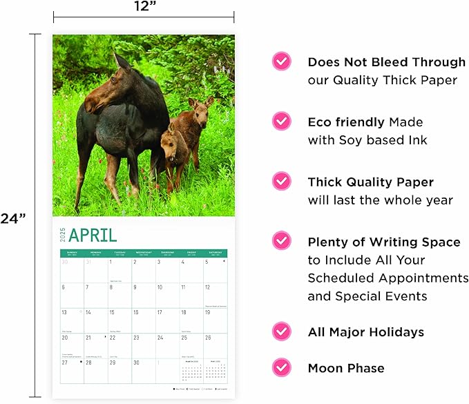 2025 Moose Monthly Wall Calendar by Bright Day, 12 x 12 Inch Cute Nature Photography Gift