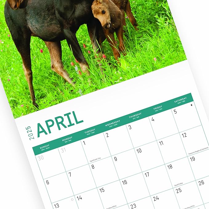 2025 Moose Monthly Wall Calendar by Bright Day, 12 x 12 Inch Cute Nature Photography Gift