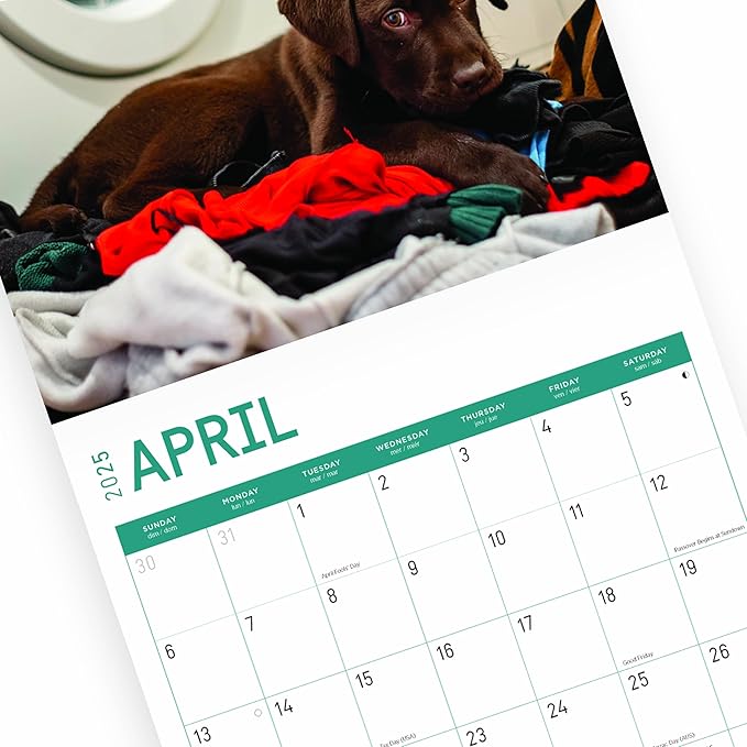 2025 Chocolate Lab Puppies Monthly Wall Calendar by Bright Day, 12 x 12 Inch Cute Dog Breed Gift