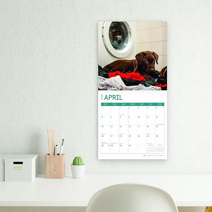 2025 Chocolate Lab Puppies Monthly Wall Calendar by Bright Day, 12 x 12 Inch Cute Dog Breed Gift