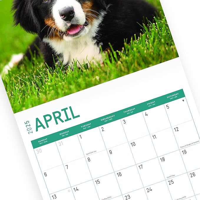2025 Puppies Monthly Wall Calendar by Bright Day, Includes Over 300 Stickers, 12 x 12 Inch