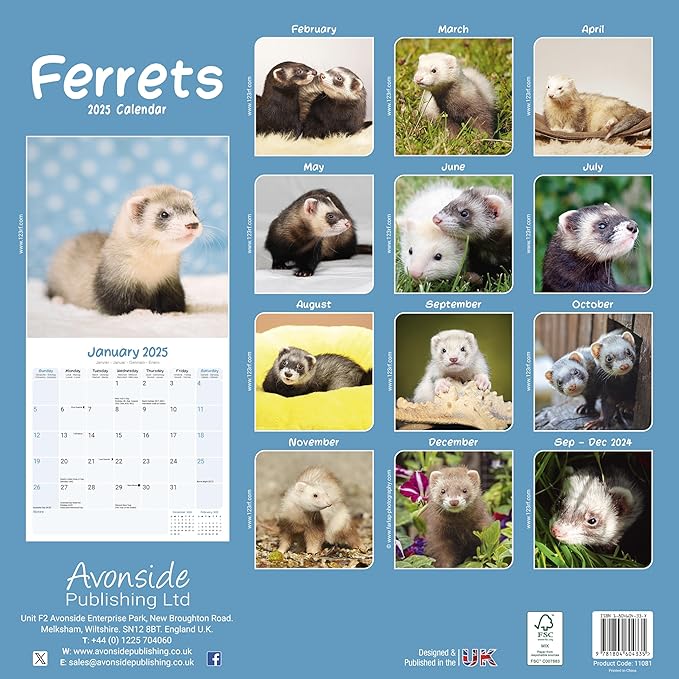2025 Ferrets Wall Calendar, 12X12, Avonside Publishing