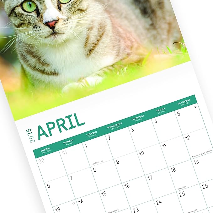 2025 Cats Monthly Wall Calendar by Bright Day, Includes Over 300 Stickers, 12 x 12 Inch