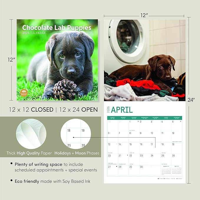 2025 Chocolate Lab Puppies Monthly Wall Calendar by Bright Day, 12 x 12 Inch Cute Dog Breed Gift