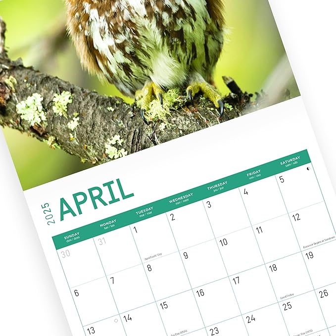2025 Owls Monthly Wall Calendar by Bright Day, Includes Over 300 Stickers, 12 x 12 Inch