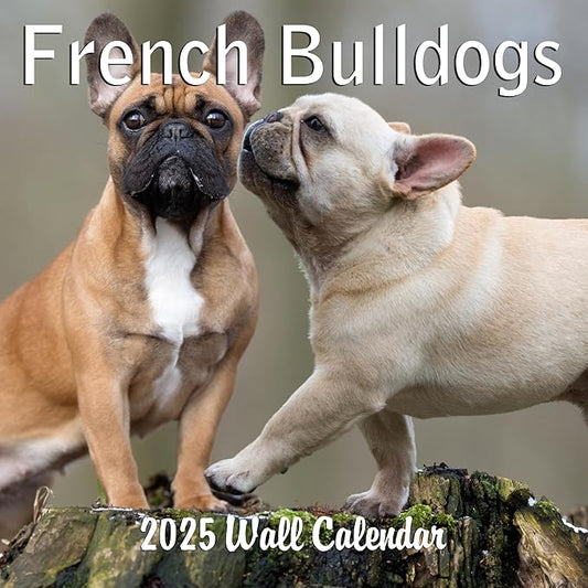 2025 French Bulldogs Monthly Hangable Wall Calendar | 12" x 24" | Thick Sturdy Paper | 2025 Dog Calendar