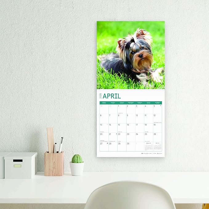 2025 Yorkshire Terriers Monthly Wall Calendar by Bright Day, Includes Over 300 Stickers, 12 x 12 Inch
