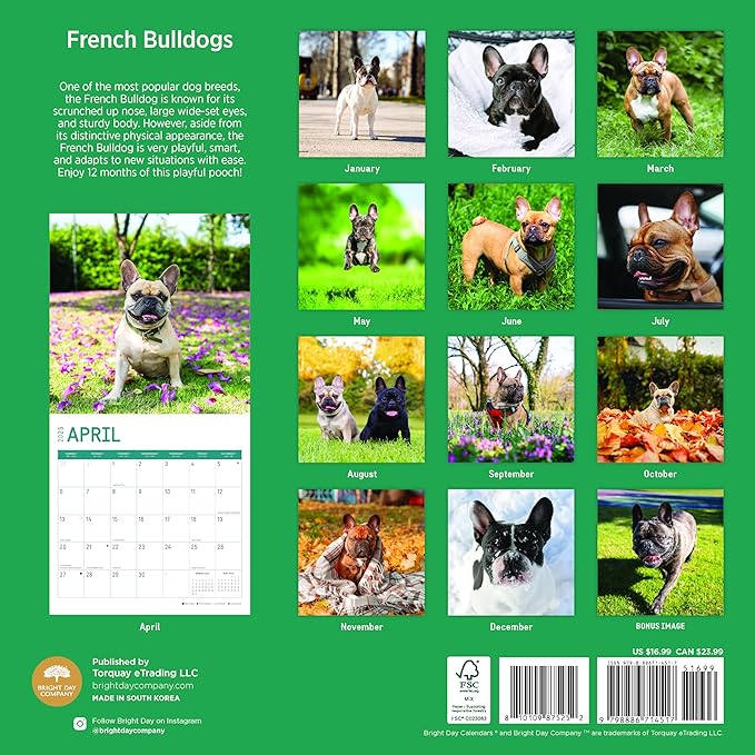 2025 French Bulldogs Monthly Wall Calendar by Bright Day, 12 x 12 Inch Cute Dog Breed Gift