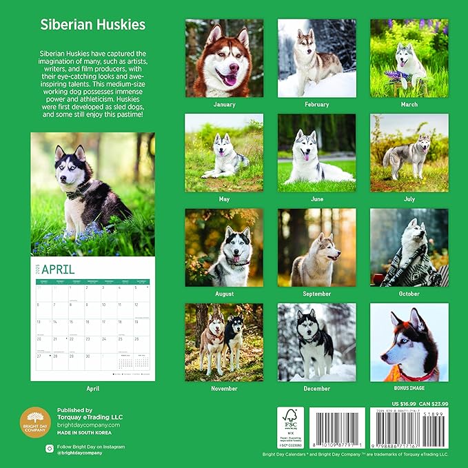 2025 Siberian Huskies Monthly Wall Calendar by Bright Day, Includes Over 300 Stickers, 12 x 12 Inch